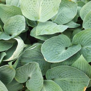 hosta brother ronald small_l