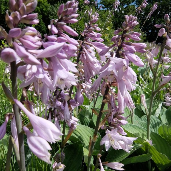 hosta hyacinthina sm_l