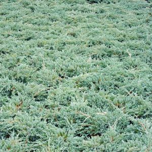 juniperusbluecarpet-small_l