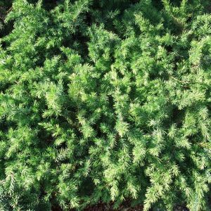 juniperusconferta-small_l