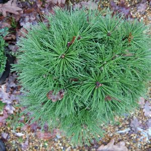 Pinus mugo Benjamin UK
