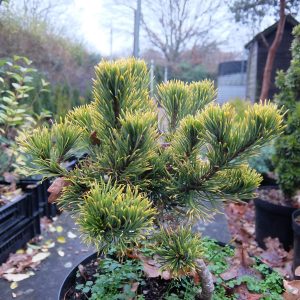 Pinus mugo Carsten's Wintergold UK