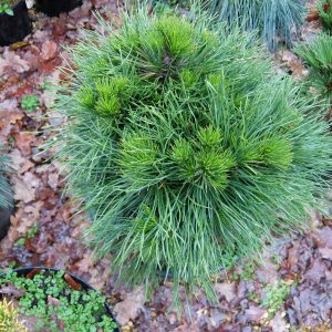 Pinus mugo Varella UK