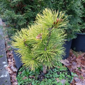 Pinus mugo Wintersun