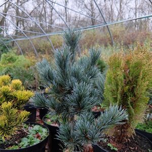 Pinus parviflora Negishi