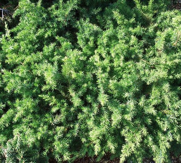 juniperusconferta-small_l
