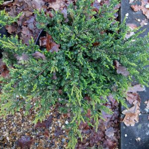 Juniperus communis Goldschatz UK