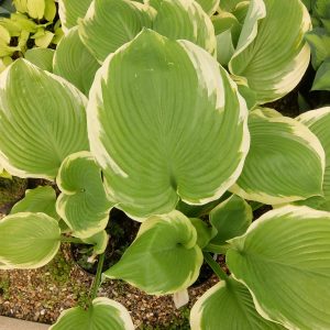 Hosta Winter Snow