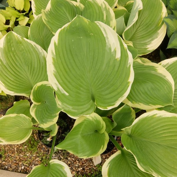 Hosta Winter Snow