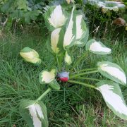 Hosta Captain Kirk UK