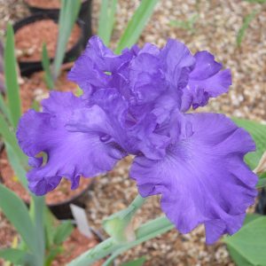 Iris x germanica Mer du Sud