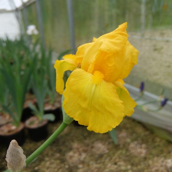 Iris x germanica Ola Kala