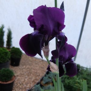 Iris x germanica Sable
