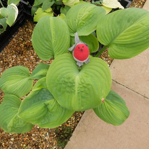 Hosta Avocado