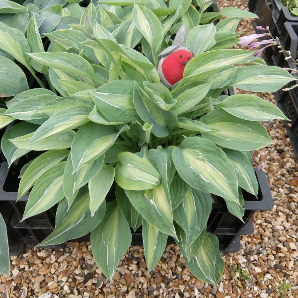 Hosta Kiwi Full Monty