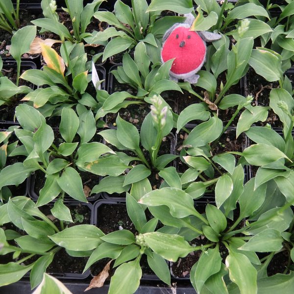 Hosta Paradise Puppet