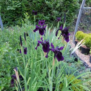 Iris chrysographes Black Knight