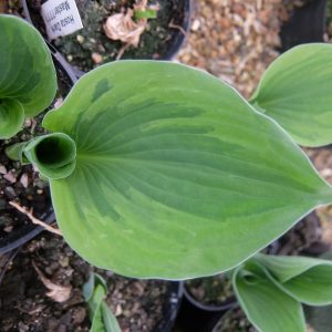 Hosta Dark Master