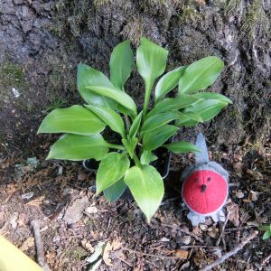 Hosta Little Stiffy