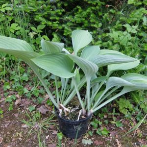 Hosta nigrescens