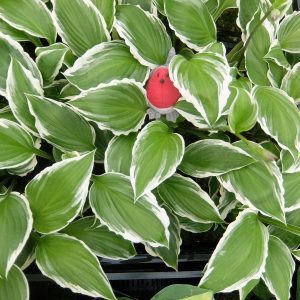 Hosta Thomas Hogg