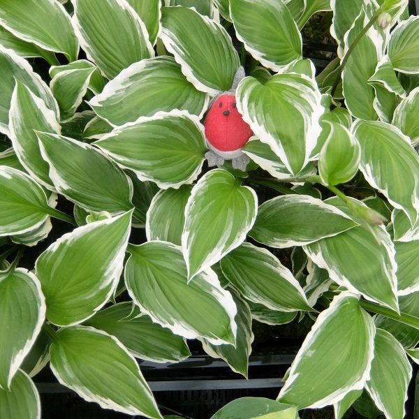 Hosta Thomas Hogg