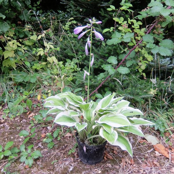 Hosta Austin Dickinson