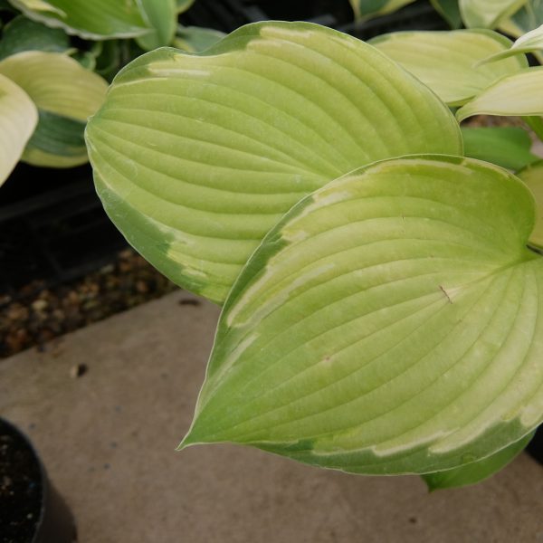 Hosta Cumulonimbus L