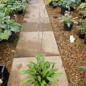 Hosta Lizard Lick