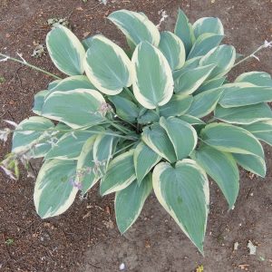 Hosta Mourning Dove