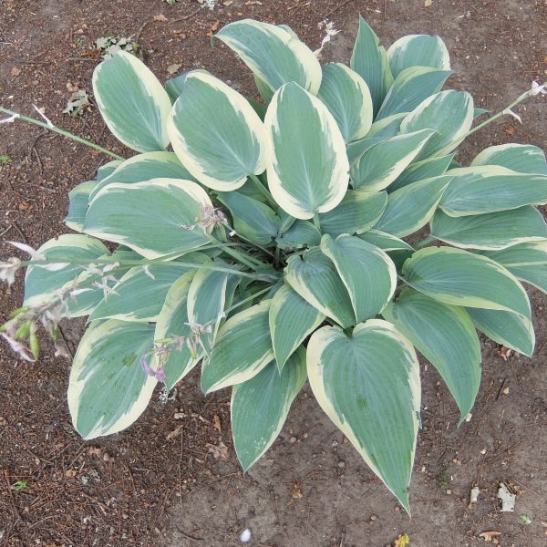 Hosta Mourning Dove