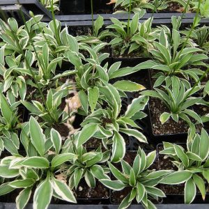 Hosta Silver Saba