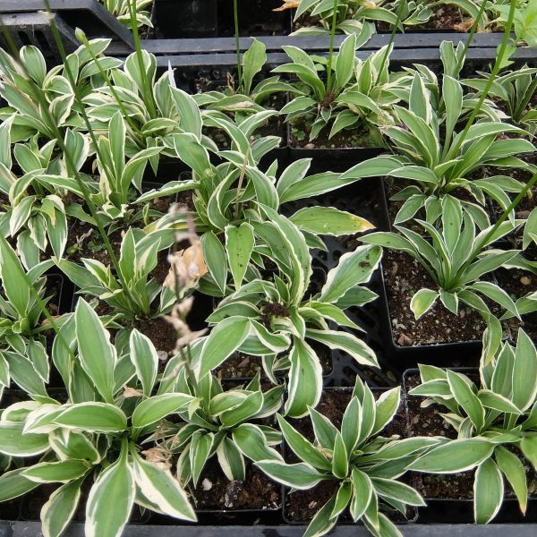 Hosta Silver Saba