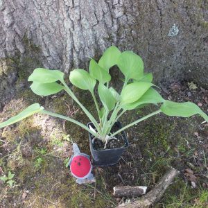 Hosta Birchwood Parky's Gold
