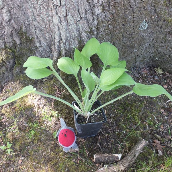 Hosta Birchwood Parky's Gold