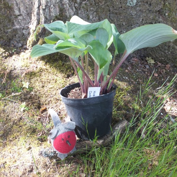 Hosta Red Cadet