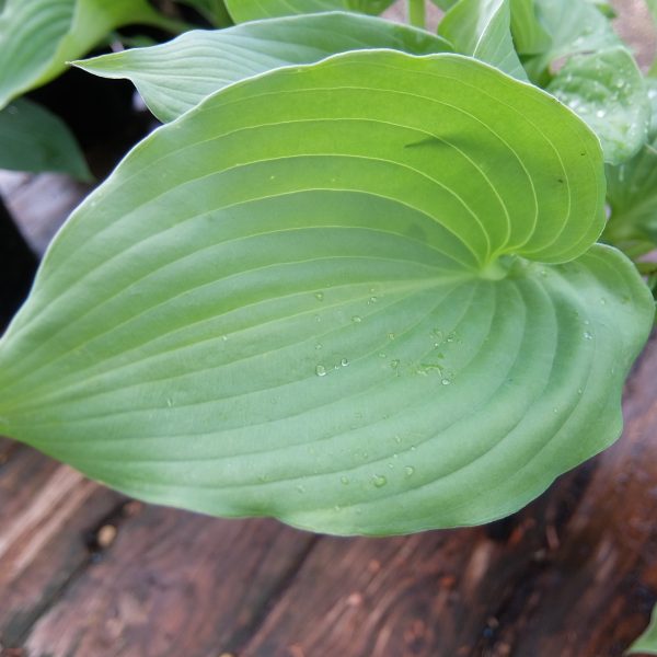 Hosta Swirling Hearts