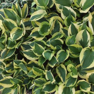 Hosta Twilight Hosta Twilight