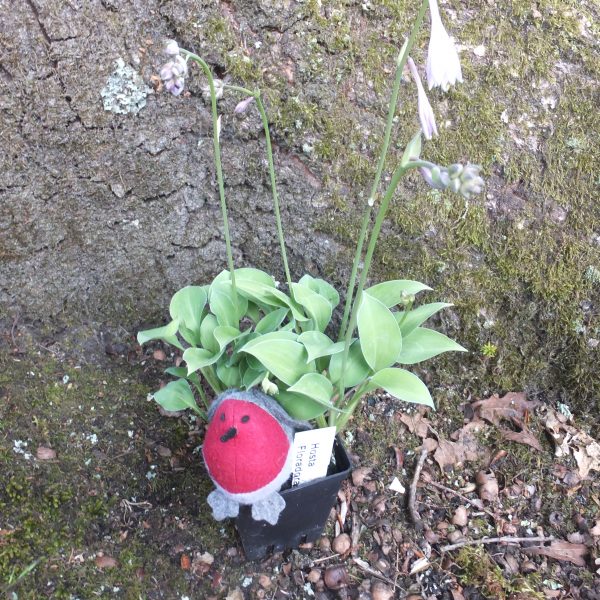 Hosta Floradora Hosta Floradora